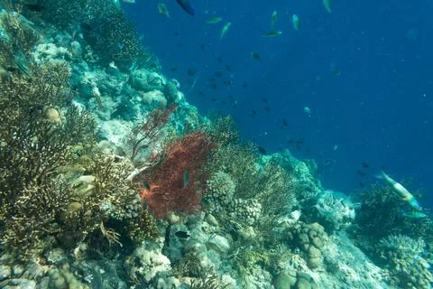 UNDERWATER WORLD Stock Photos