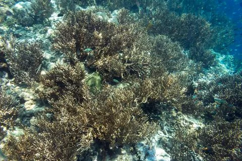 UNDERWATER WORLD Stock Photos
