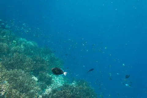 UNDERWATER WORLD Stock Photos