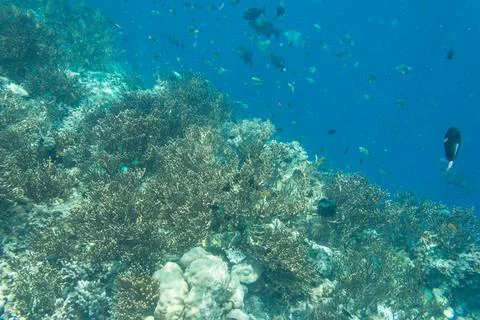 UNDERWATER WORLD Stock Photos