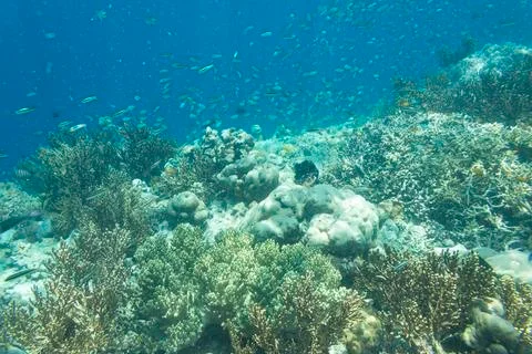 UNDERWATER WORLD Stock Photos