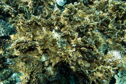 UNDERWATER WORLD Stock Photos
