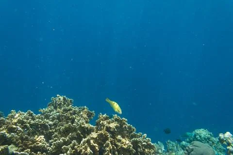 UNDERWATER WORLD Stock Photos