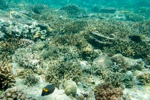 UNDERWATER WORLD Stock Photos