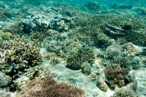 UNDERWATER WORLD Stock Photos