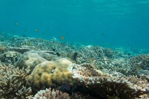 UNDERWATER WORLD Stock Photos