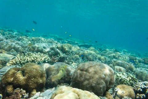 UNDERWATER WORLD Stock Photos