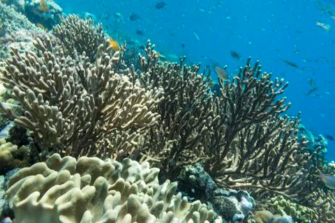 UNDERWATER WORLD Stock Photos