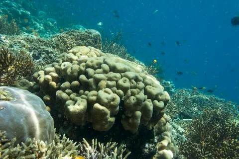 UNDERWATER WORLD Stock Photos