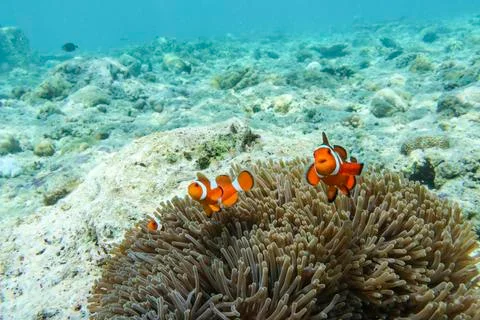 UNDERWATER WORLD Stock Photos