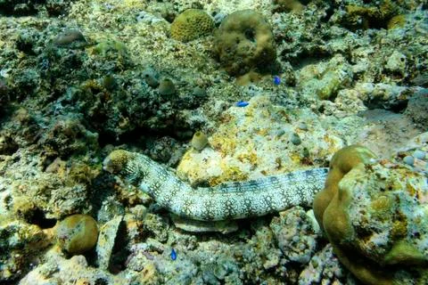 UNDERWATER WORLD Stock Photos