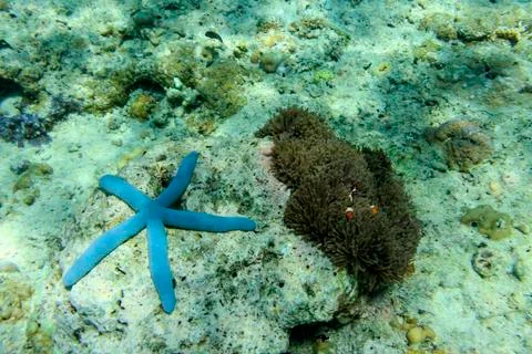 UNDERWATER WORLD Stock Photos