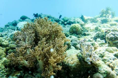 UNDERWATER WORLD Stock Photos