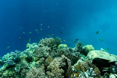UNDERWATER WORLD Stock Photos