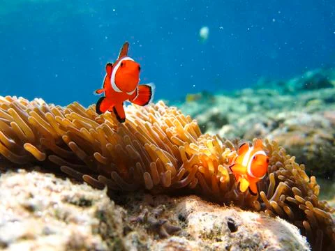 UNDERWATER WORLD Stock Photos