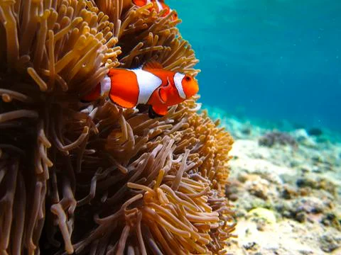 UNDERWATER WORLD Stock Photos