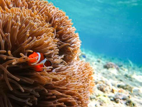 UNDERWATER WORLD Stock Photos