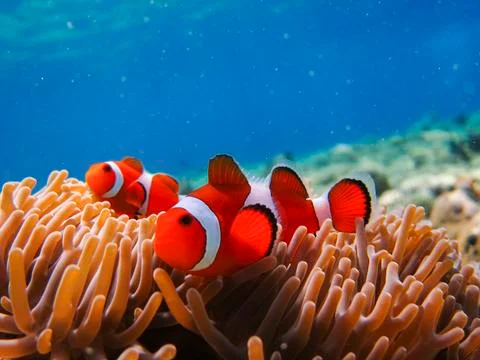 UNDERWATER WORLD Stock Photos