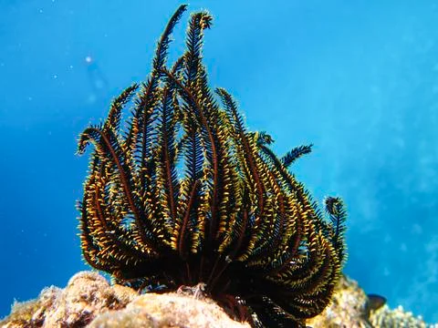UNDERWATER WORLD Stock Photos