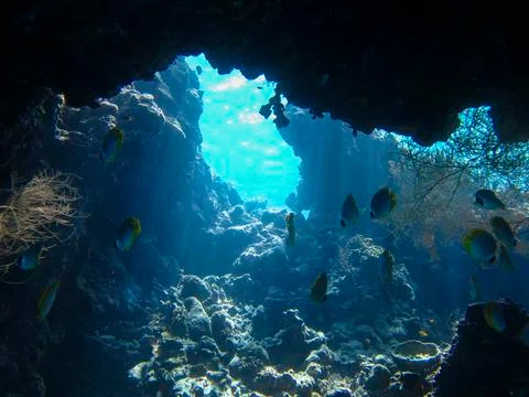 UNDERWATER WORLD Stock Photos