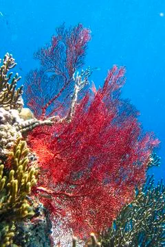 UNDERWATER WORLD Stock Photos