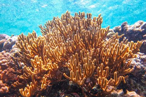 UNDERWATER WORLD Stock Photos