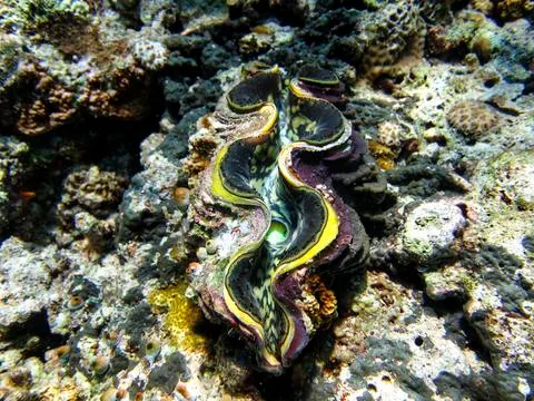 UNDERWATER WORLD Stock Photos
