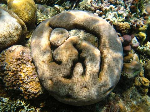 UNDERWATER WORLD Stock Photos