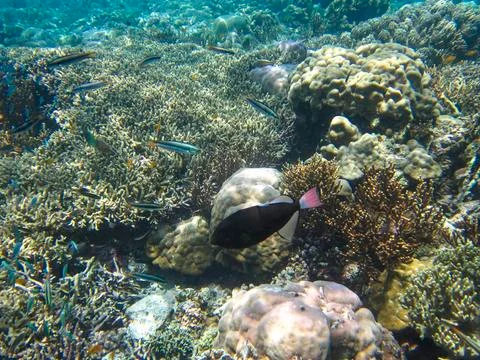 UNDERWATER WORLD Stock Photos