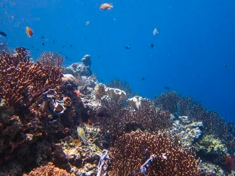 UNDERWATER WORLD Stock Photos