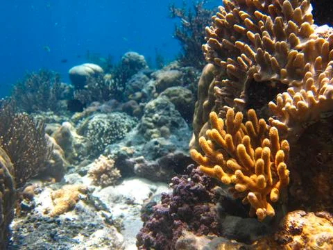 UNDERWATER WORLD Stock Photos