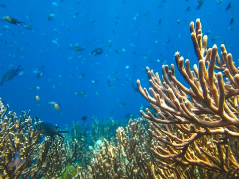 UNDERWATER WORLD Stock Photos