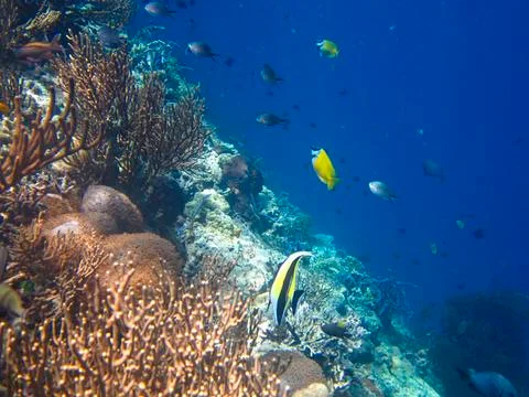 UNDERWATER WORLD Stock Photos