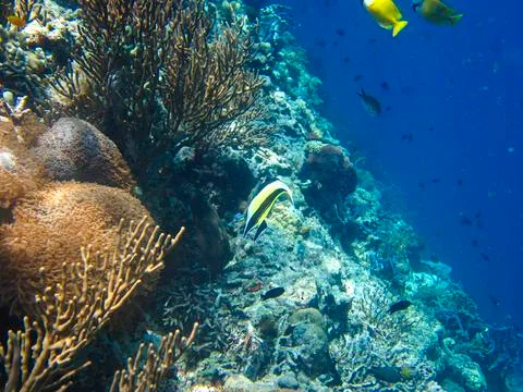 UNDERWATER WORLD Stock Photos