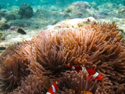 UNDERWATER WORLD Stock Photos
