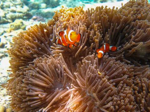 UNDERWATER WORLD Stock Photos