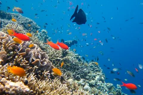 UNDERWATER WORLD Stock Photos