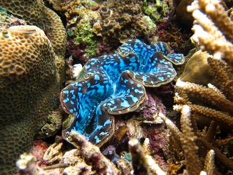 UNDERWATER WORLD Stock Photos