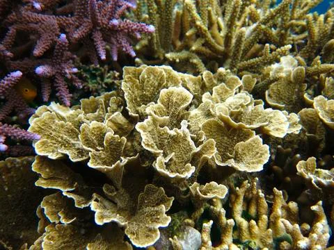 UNDERWATER WORLD Stock Photos