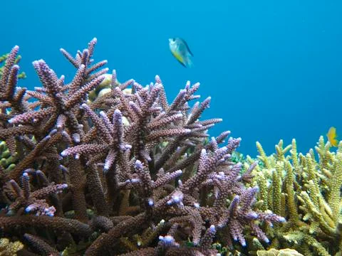 UNDERWATER WORLD Stock Photos