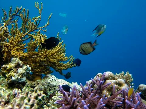 UNDERWATER WORLD Stock Photos