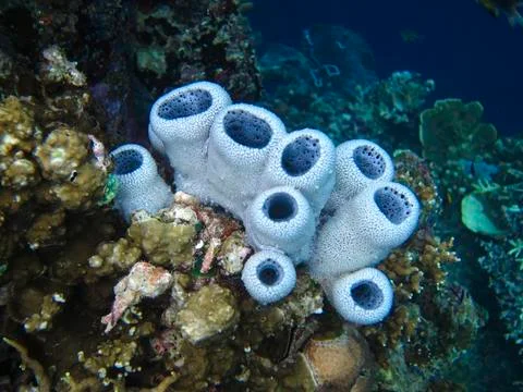 UNDERWATER WORLD Stock Photos
