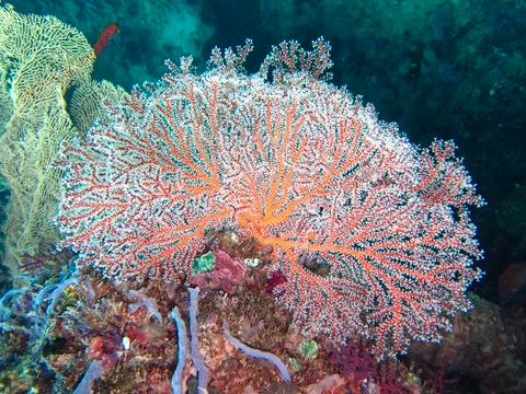 UNDERWATER WORLD Stock Photos