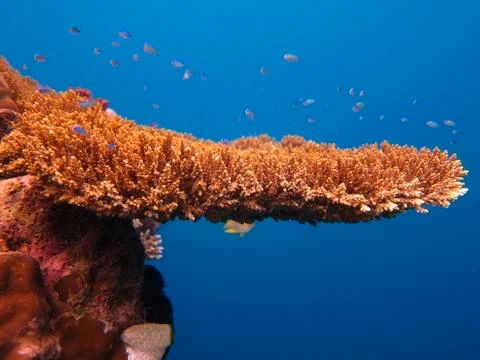 UNDERWATER WORLD Stock Photos