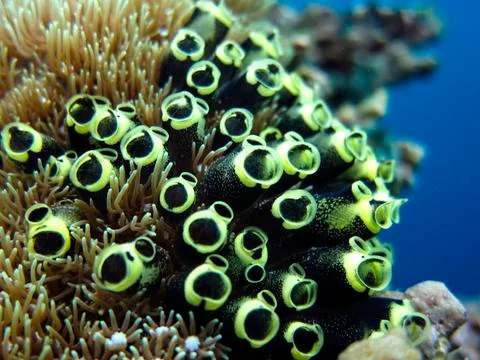 UNDERWATER WORLD Stock Photos