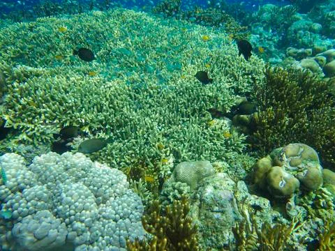 UNDERWATER WORLD Stock Photos