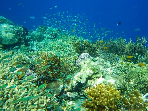 UNDERWATER WORLD Stock Photos