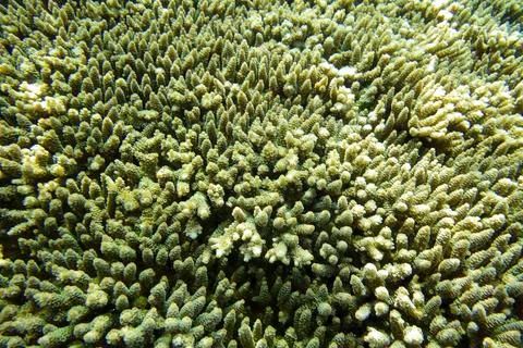 UNDERWATER WORLD Stock Photos