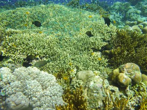 UNDERWATER WORLD Stock Photos