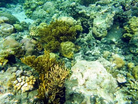 UNDERWATER WORLD Stock Photos